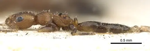 Lepisiota foreli - CASENT0903154