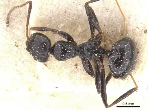 Lepisiota gerardi specimen