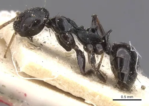 Lepisiota gerardi specimen