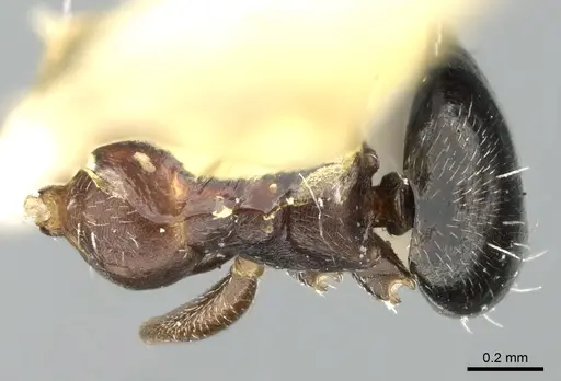 Lepisiota harteni specimen