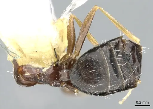 Lepisiota harteni specimen