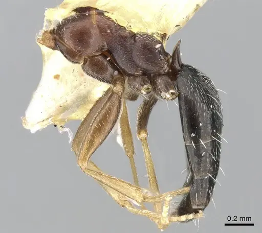 Lepisiota harteni specimen