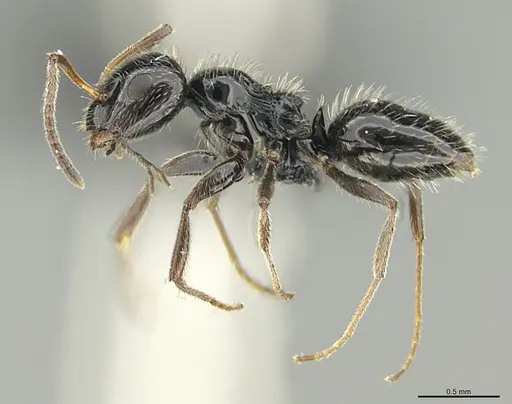 Lepisiota hirsuta specimen