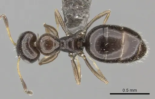 Lepisiota imperfecta specimen