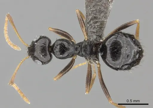 Lepisiota incisa specimen