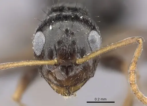 Lepisiota incisa specimen