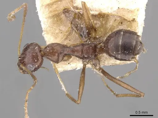 Lepisiota integra specimen