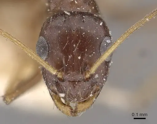 Lepisiota integra specimen
