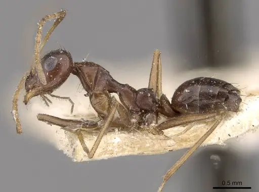 Lepisiota integra specimen