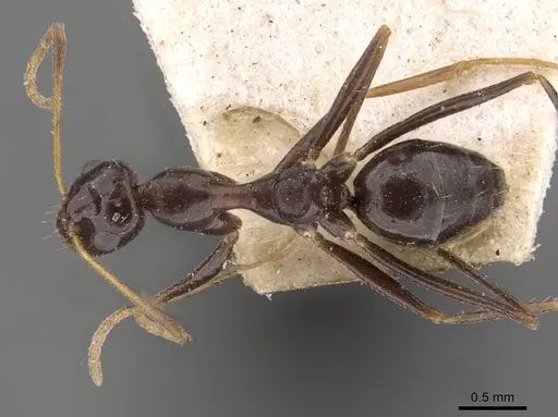 Lepisiota integra - CASENT0909889