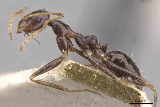 Lepisiota integra - CASENT0909889