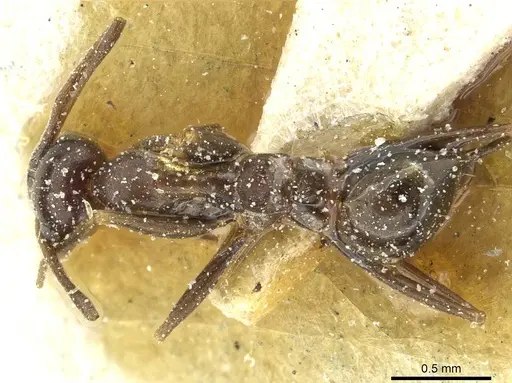 Lepisiota integra - CASENT0912382