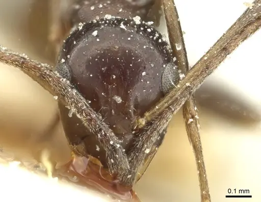 Lepisiota integra - CASENT0912382