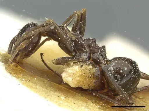 Lepisiota integra - CASENT0912382