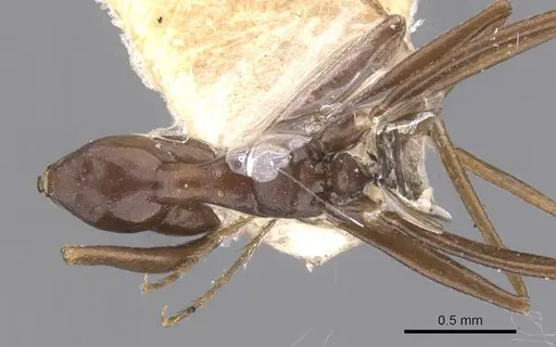 Lepisiota kabulica specimen