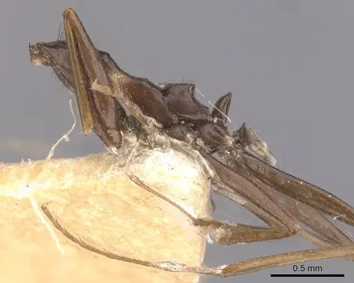 Lepisiota kabulica specimen