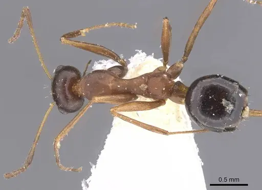 Lepisiota kabulica - CASENT0912396