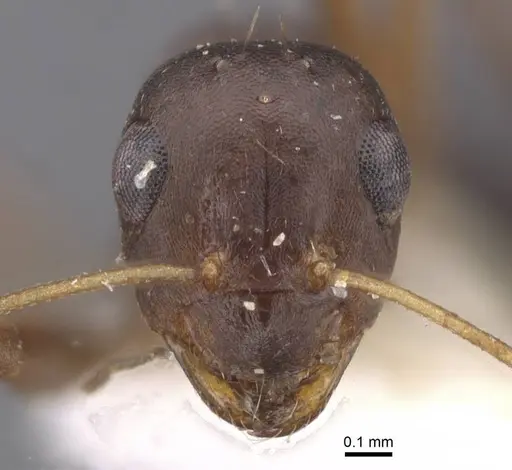 Lepisiota kabulica - CASENT0912396