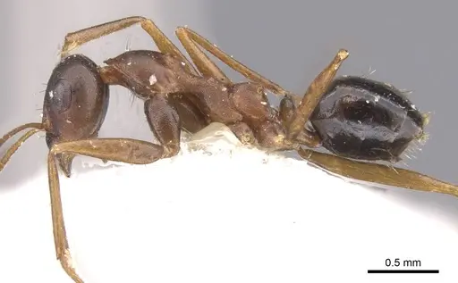 Lepisiota kabulica - CASENT0912396