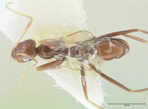 Lepisiota kabulica - FOCOL1847-1