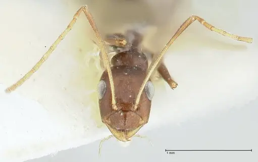 Lepisiota kabulica - FOCOL1847-1