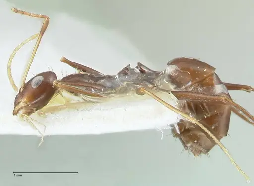 Lepisiota kabulica - FOCOL1847-1