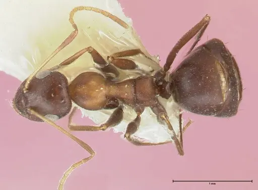 Lepisiota kabulica - FOCOL1847-2