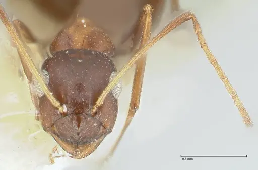 Lepisiota kabulica - FOCOL1847-2