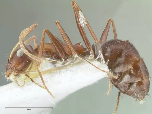 Lepisiota kabulica - FOCOL1847-2