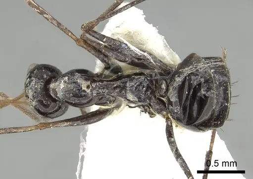 Lepisiota karawaiewi specimen