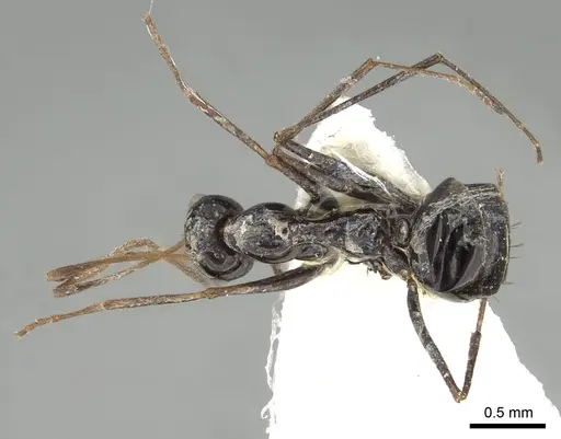 Lepisiota karawaiewi specimen