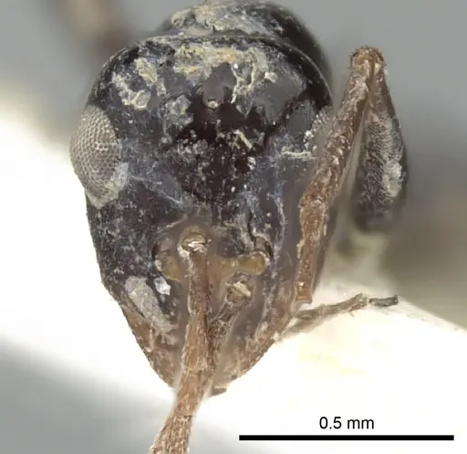 Lepisiota karawaiewi specimen