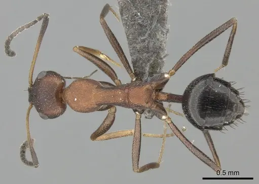 Lepisiota longinoda specimen