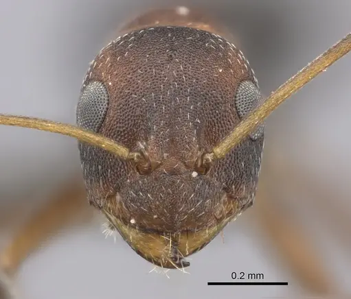 Lepisiota longinoda specimen