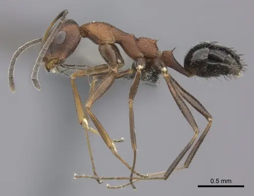 Lepisiota longinoda specimen