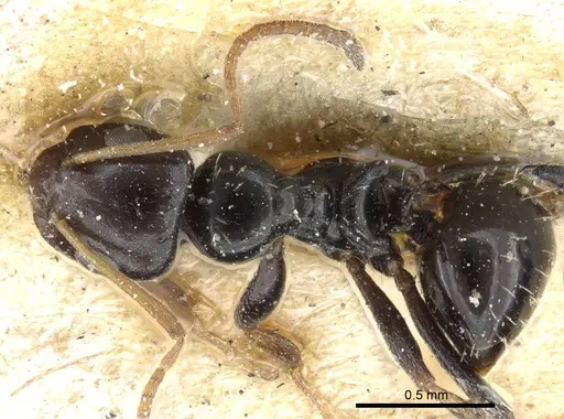 Lepisiota lunaris specimen