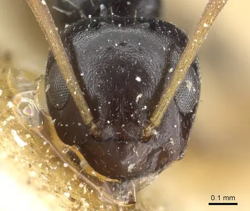 Lepisiota lunaris specimen