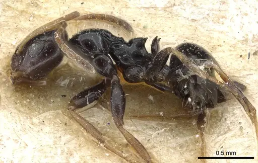 Lepisiota lunaris specimen