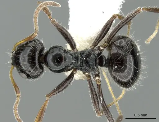 Lepisiota megacephala specimen