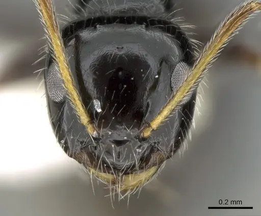 Lepisiota megacephala specimen