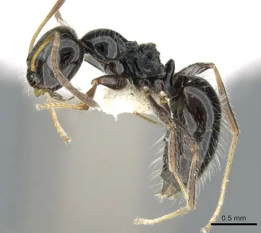 Lepisiota megacephala specimen