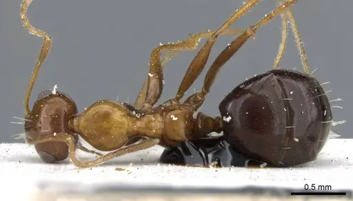 Lepisiota melanogaster specimen