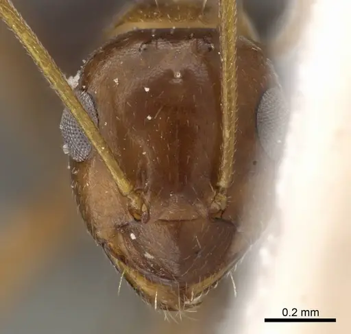 Lepisiota melanogaster specimen