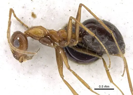 Lepisiota melanogaster specimen