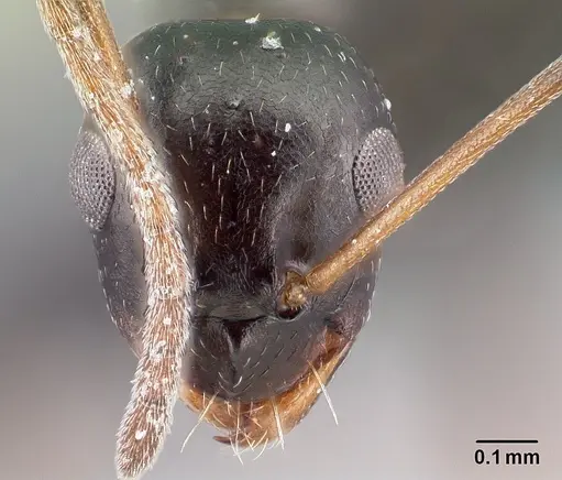 Lepisiota melas specimen