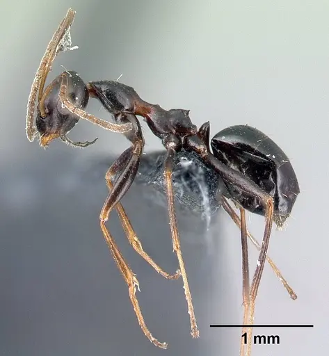 Lepisiota melas specimen