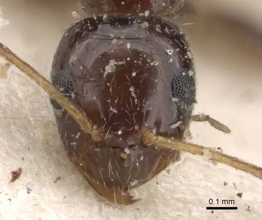 Lepisiota modesta specimen