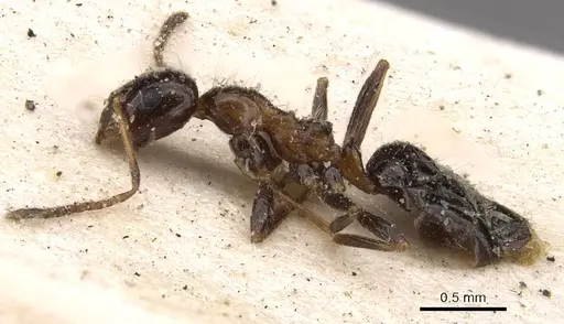 Lepisiota modesta specimen