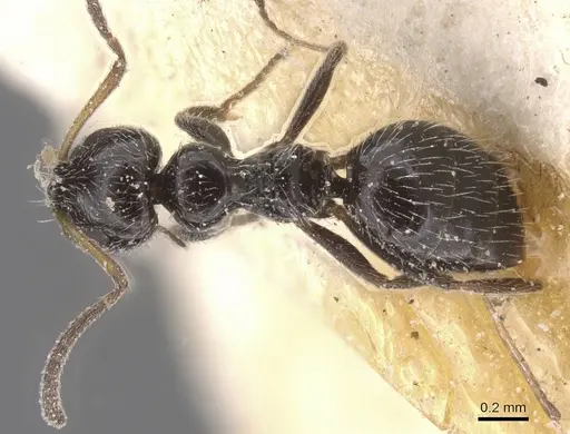 Lepisiota monardi specimen