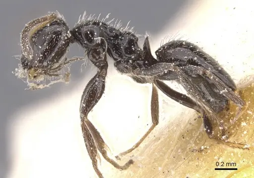 Lepisiota monardi specimen